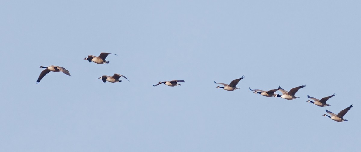 Canada Goose - ML643874921