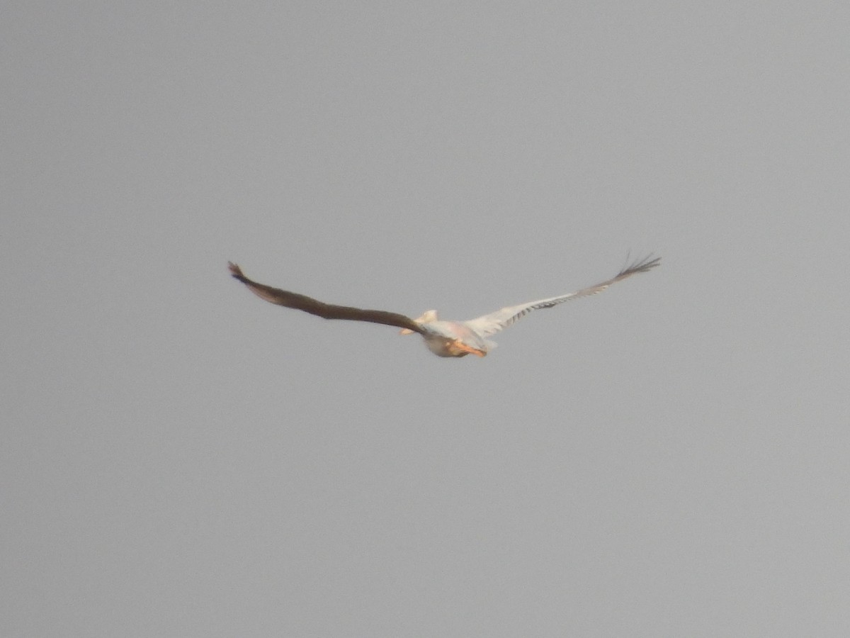 Pink-backed Pelican - ML643874947