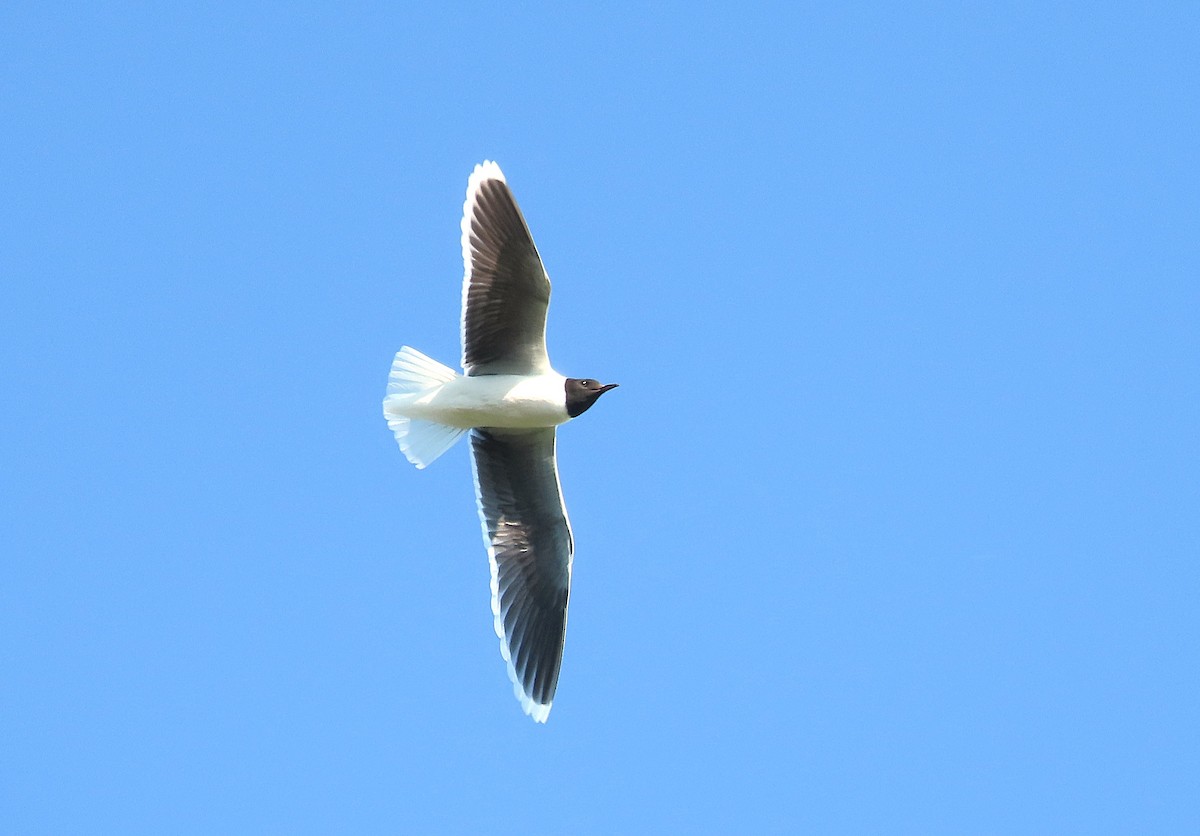 Little Gull - ML643874952
