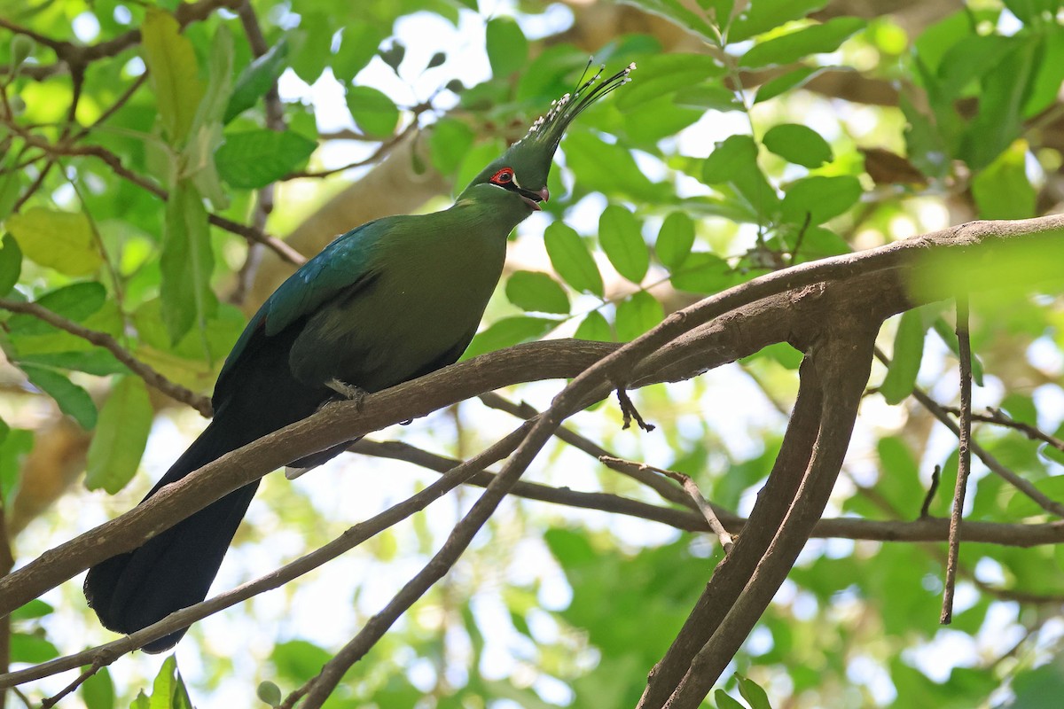 シャローエボシドリ - ML643874956