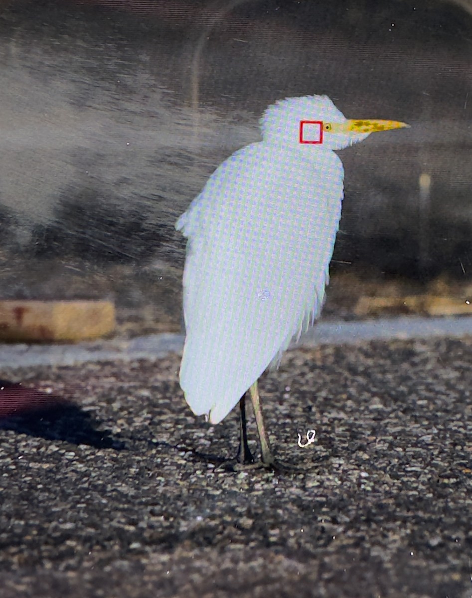 Western Cattle-Egret - ML643874958