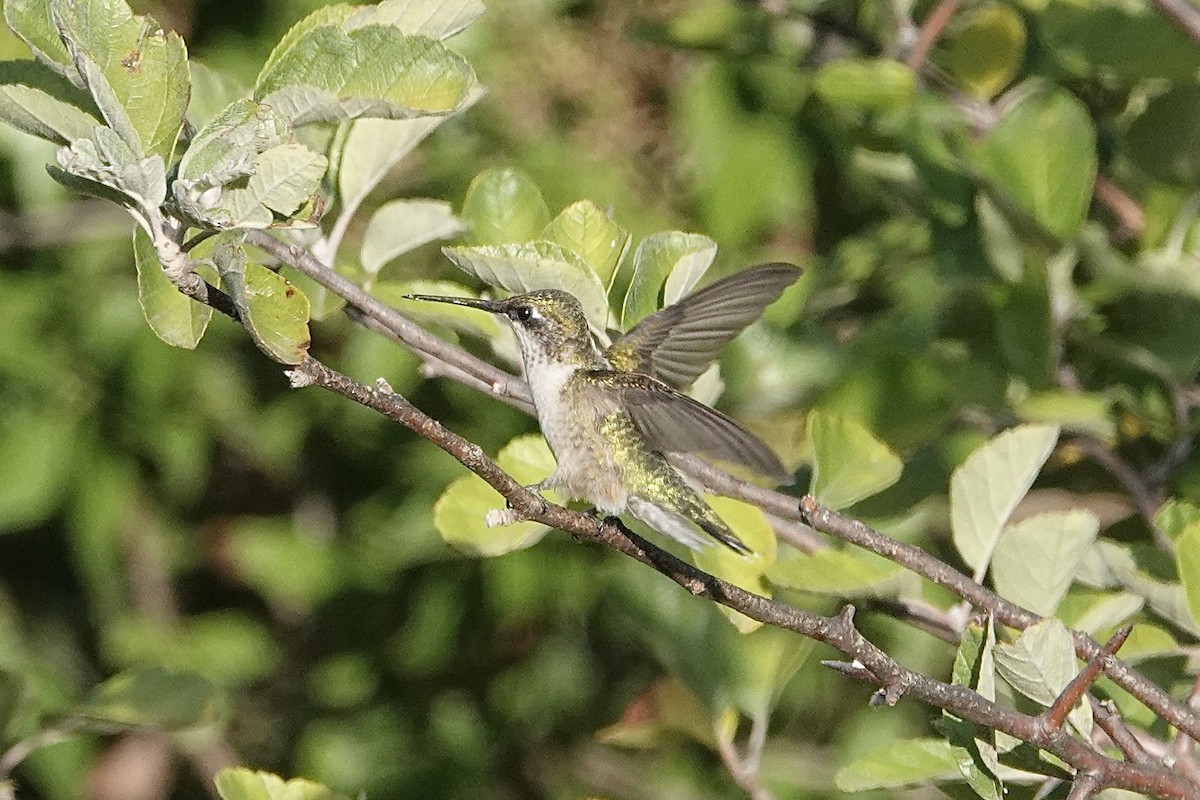 Ruby-throated Hummingbird - ML643874973