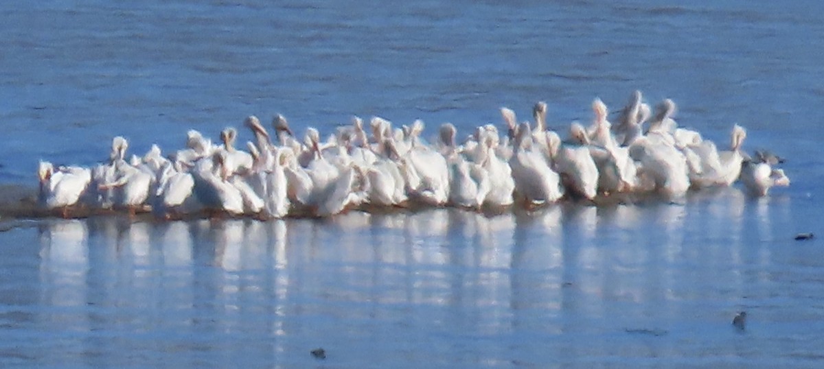 American White Pelican - ML643874974