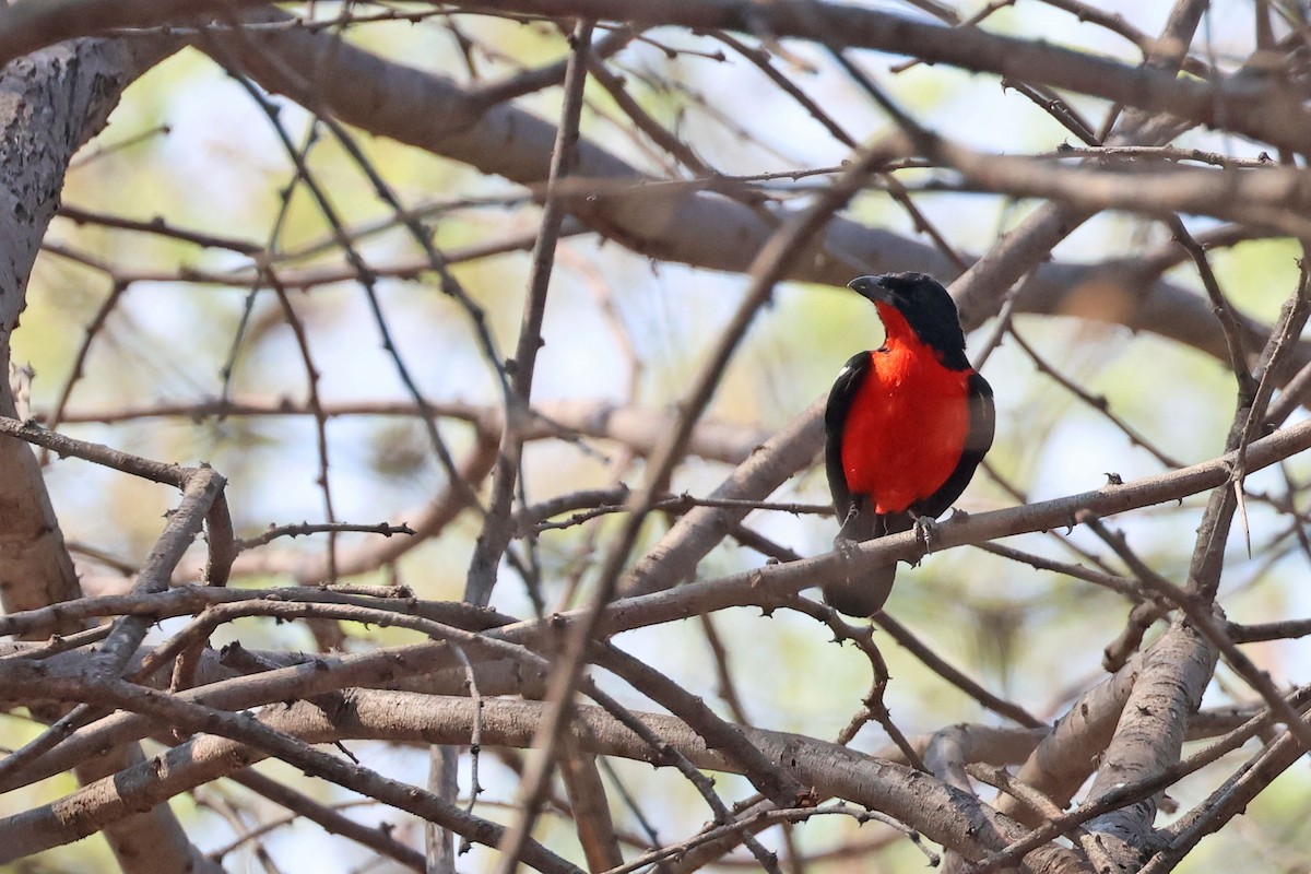 Crimson-breasted Gonolek - ML643874976