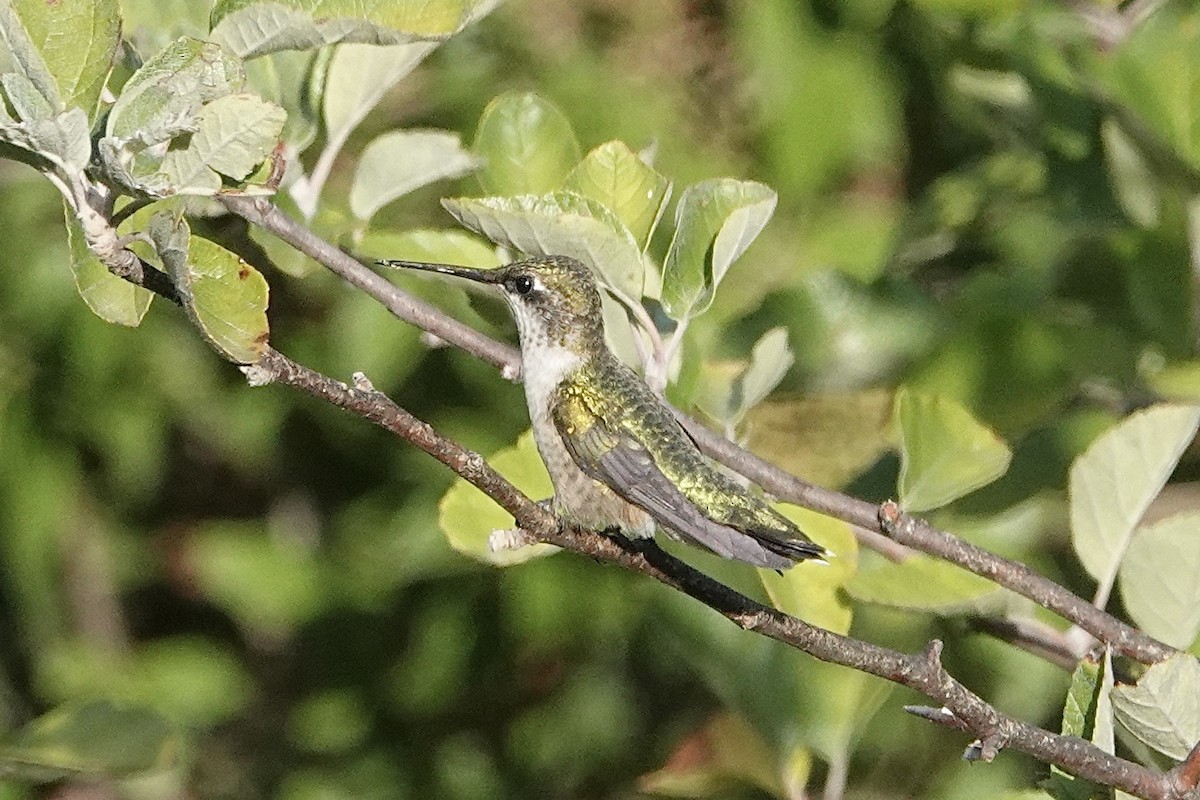 Ruby-throated Hummingbird - ML643874978