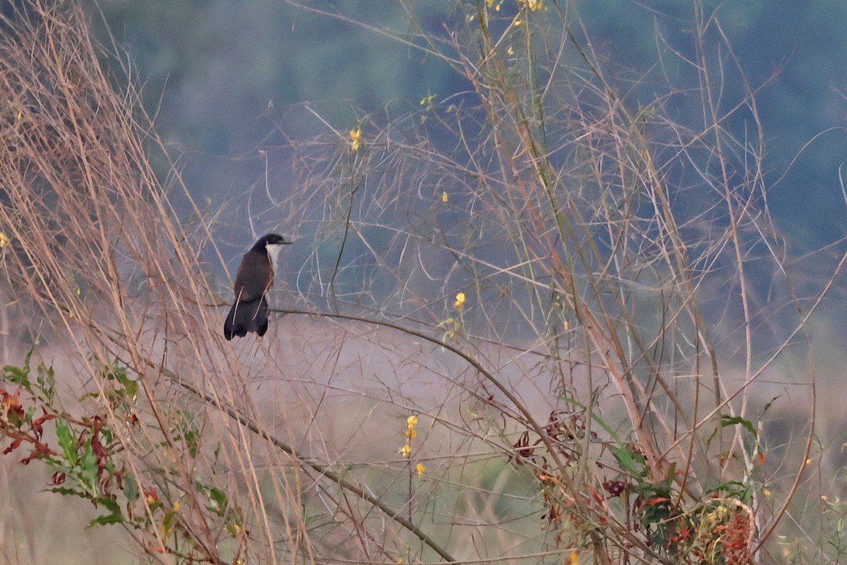 セネガルバンケン - ML643874984