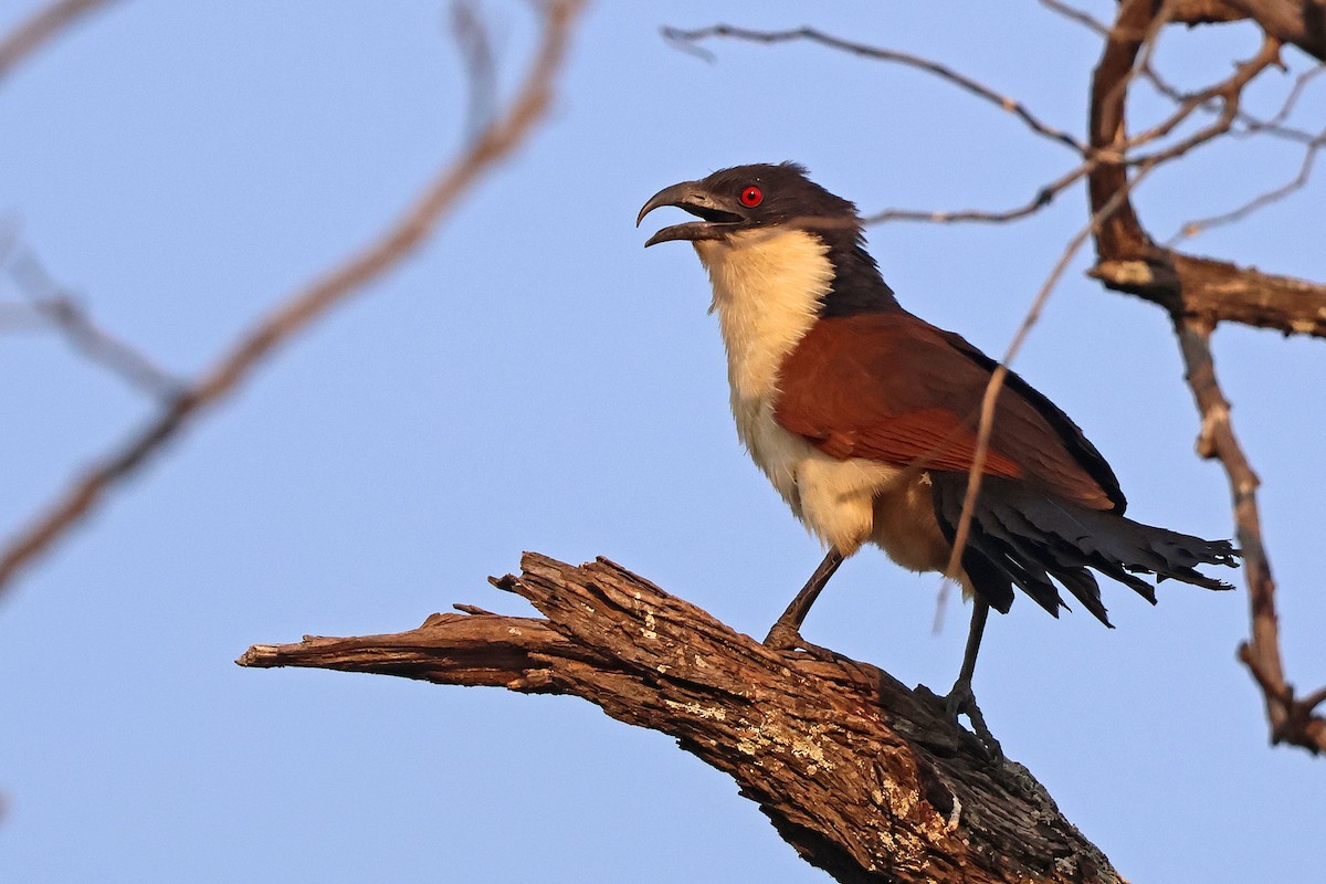 Coppery-tailed Coucal - ML643874986