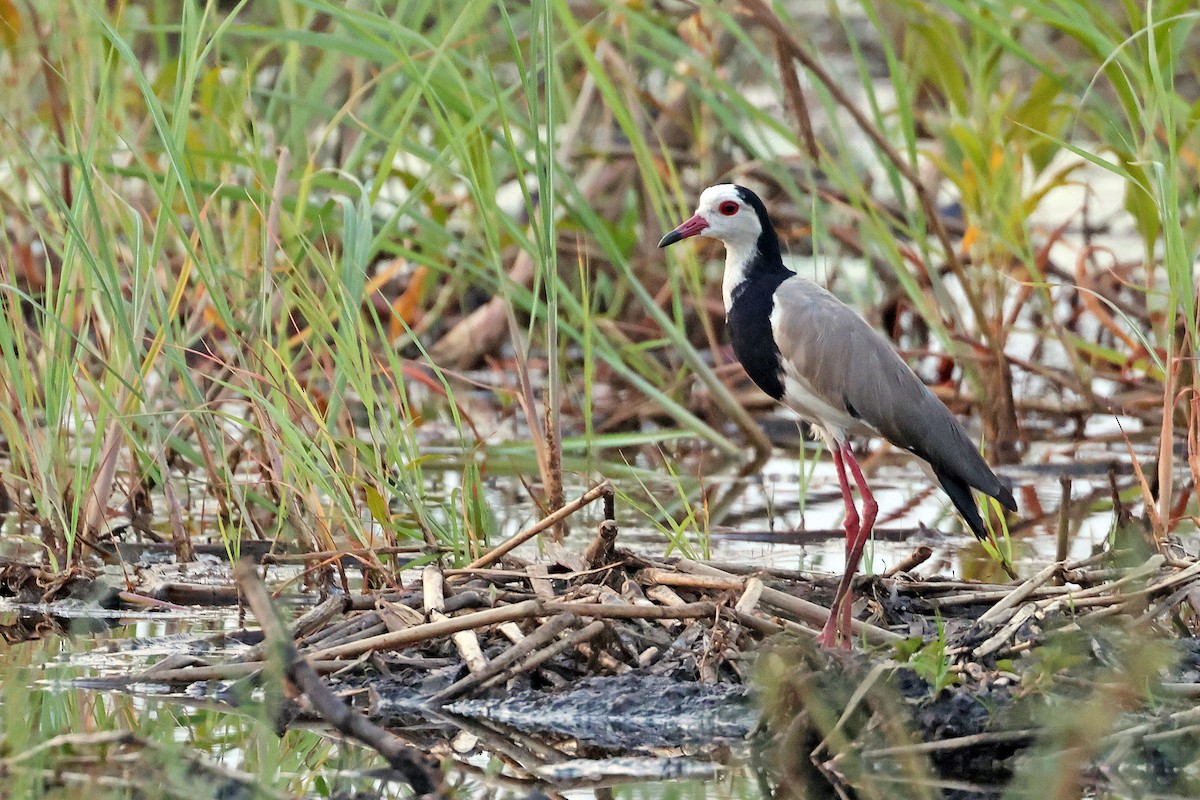 Long-toed Lapwing - ML643874992