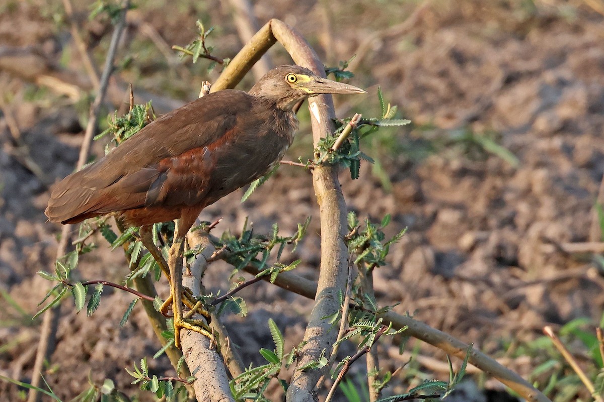 volavka hnědobřichá - ML643875000