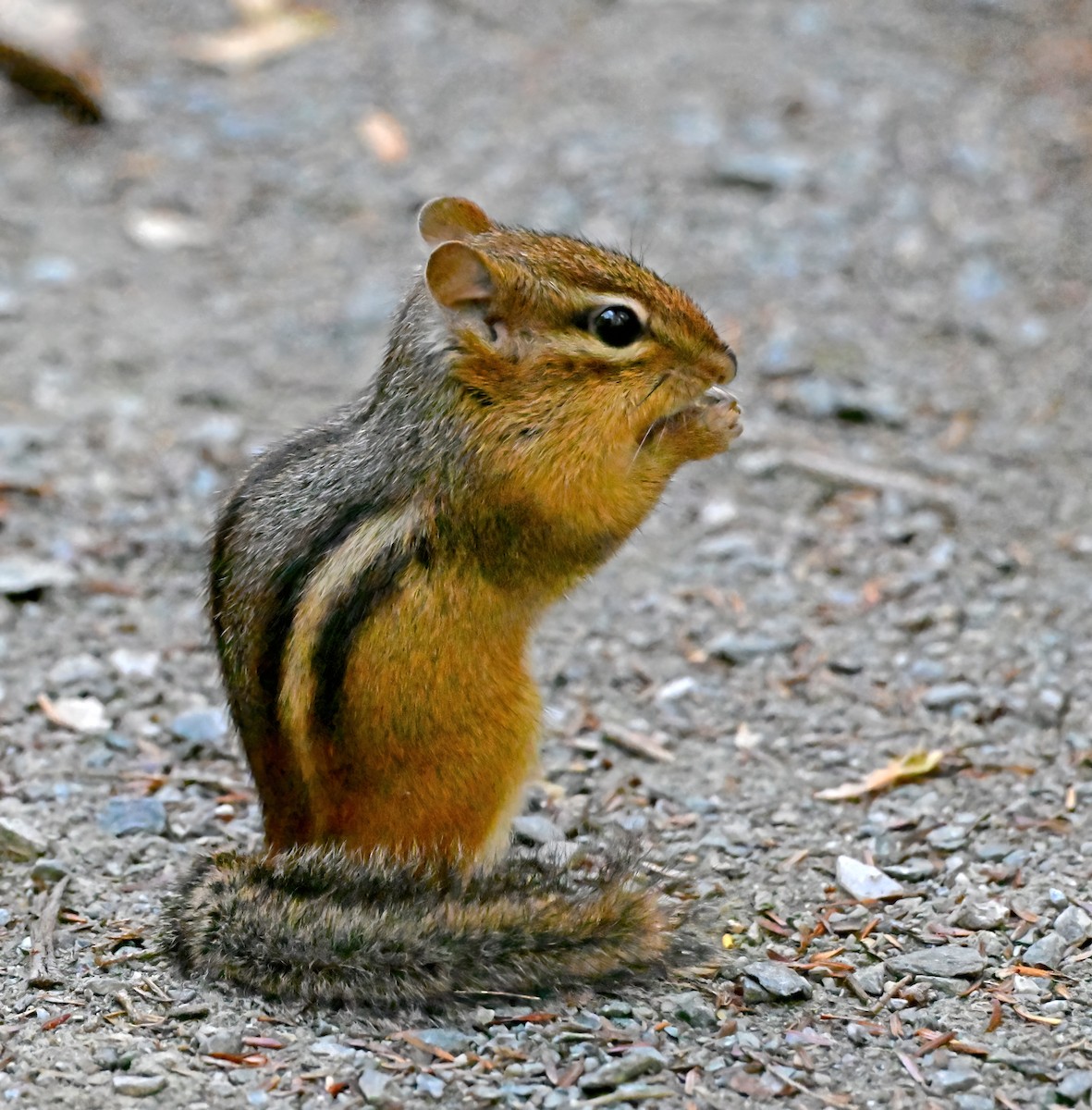 Eastern Chipmunk - ML643875002