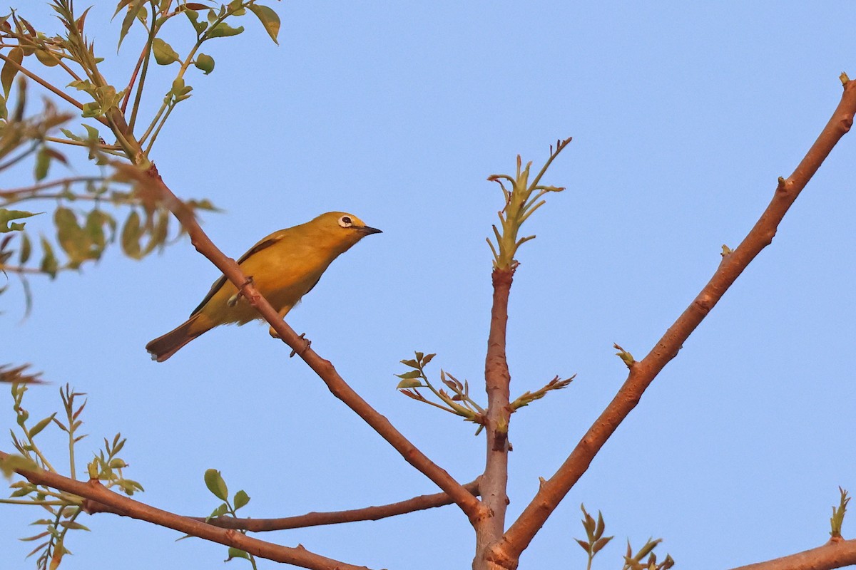 Southern Yellow White-eye - ML643875010
