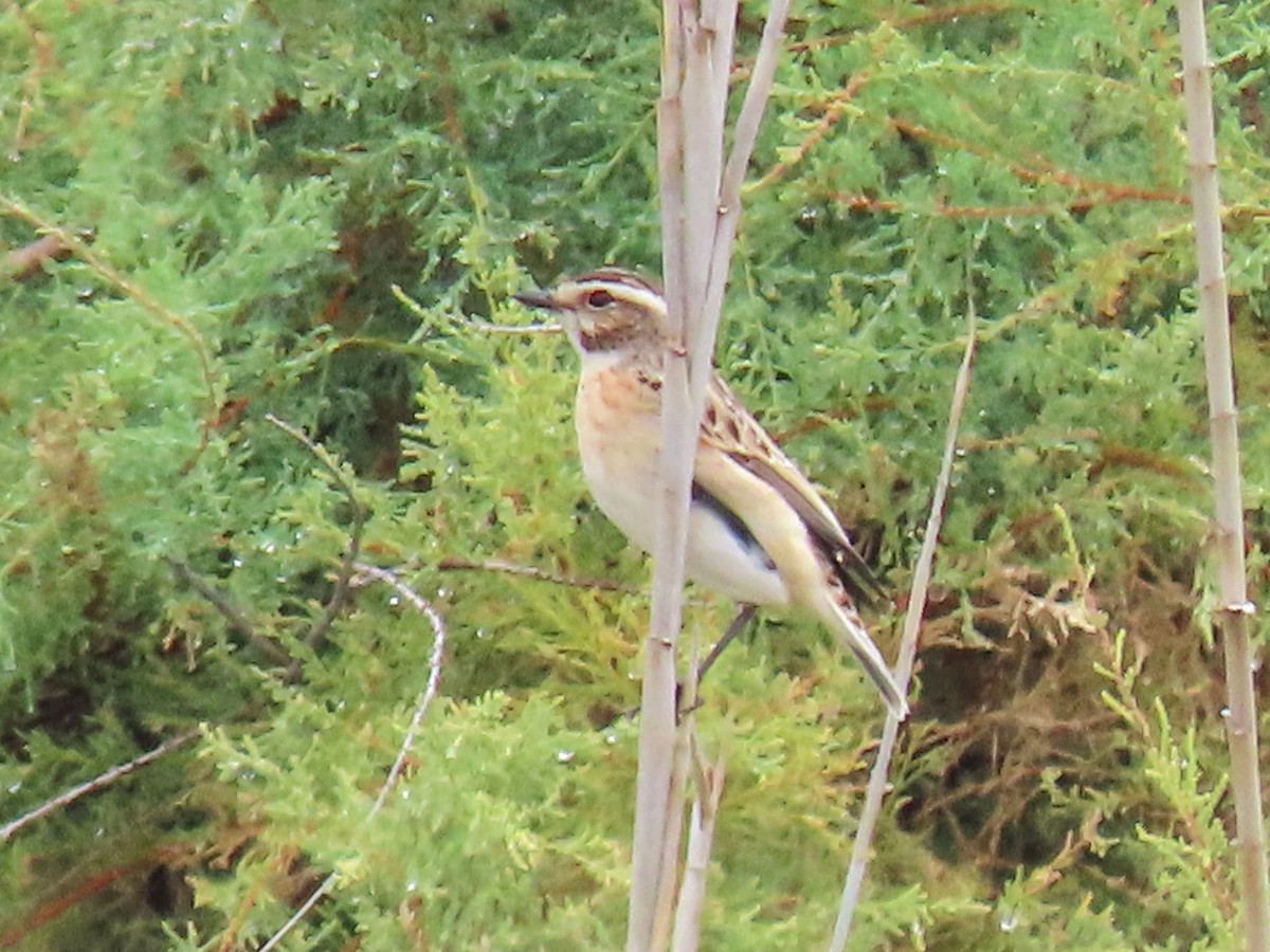 Whinchat - ML643875017