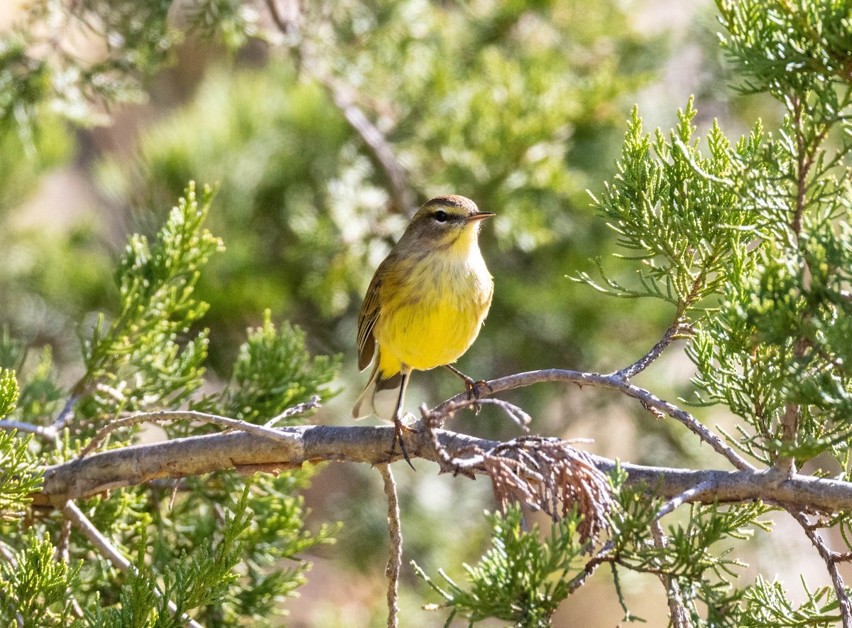 Palm Warbler - ML643875021