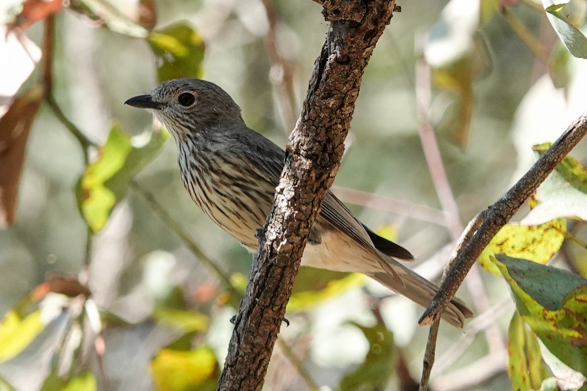 Rufous Whistler - ML643875023