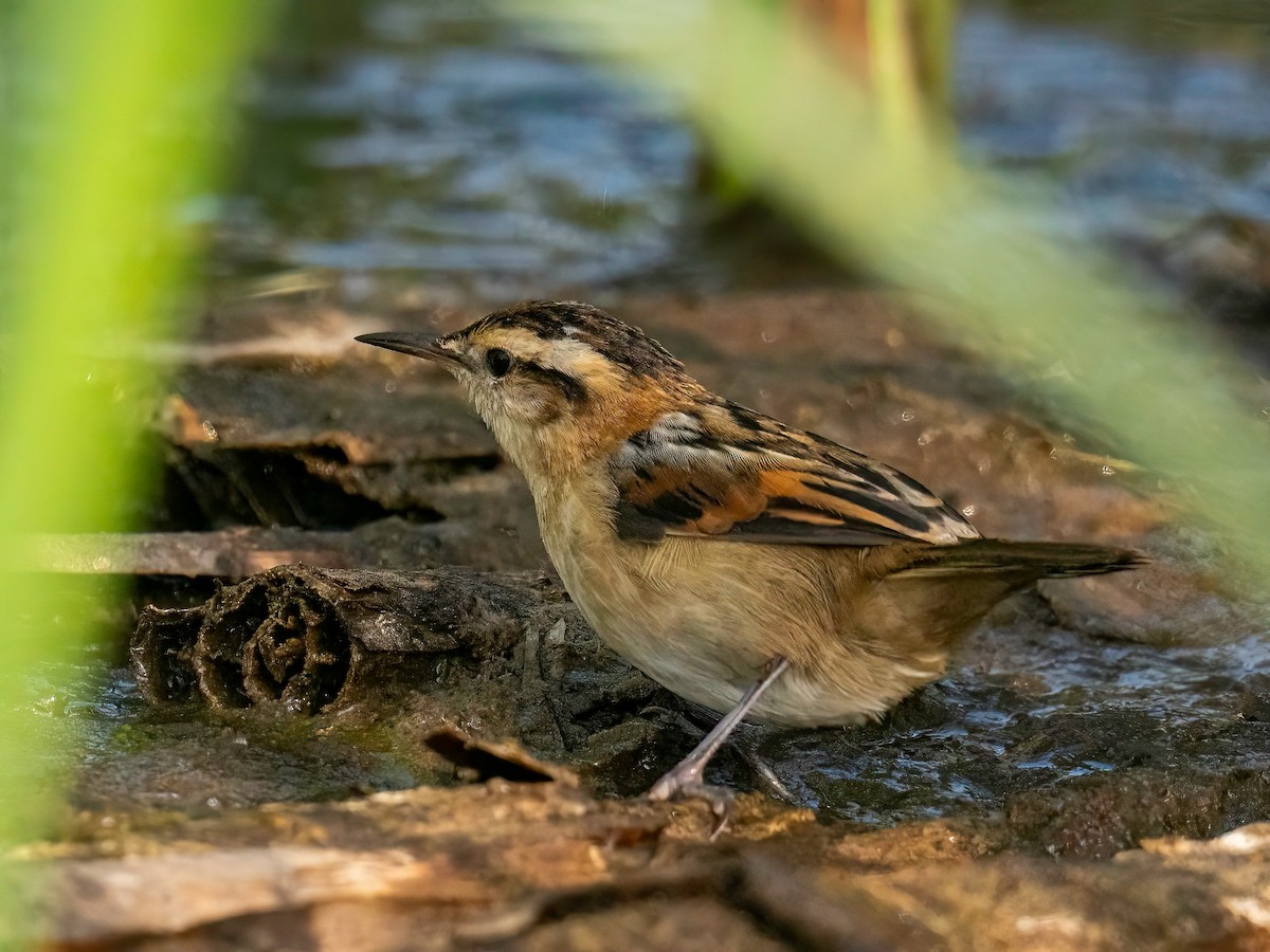 Wren-like Rushbird - ML643875029