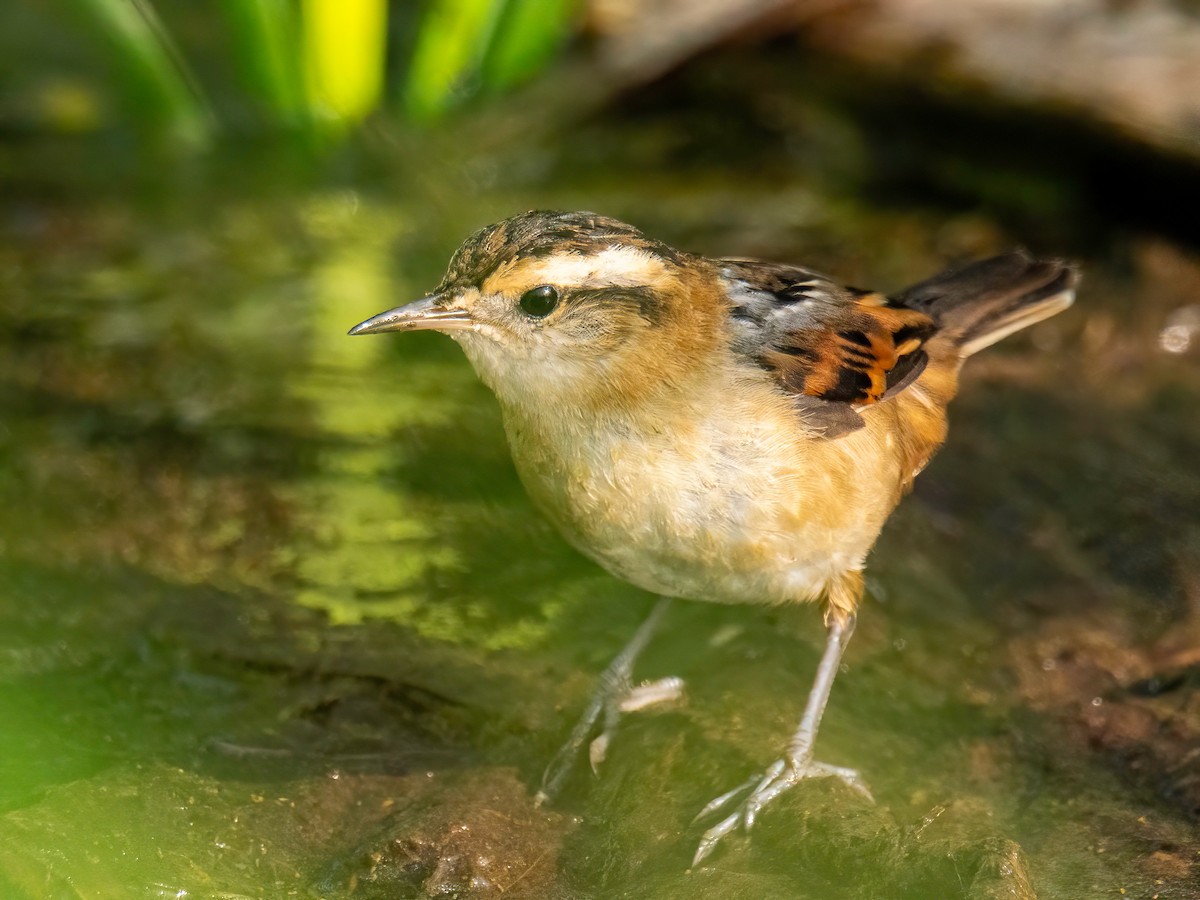 Wren-like Rushbird - ML643875031