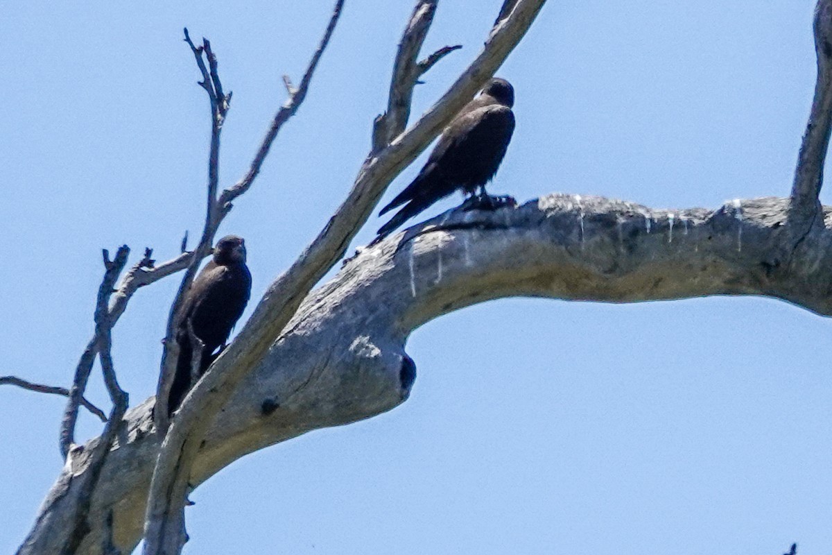 Black Falcon - ML643875040