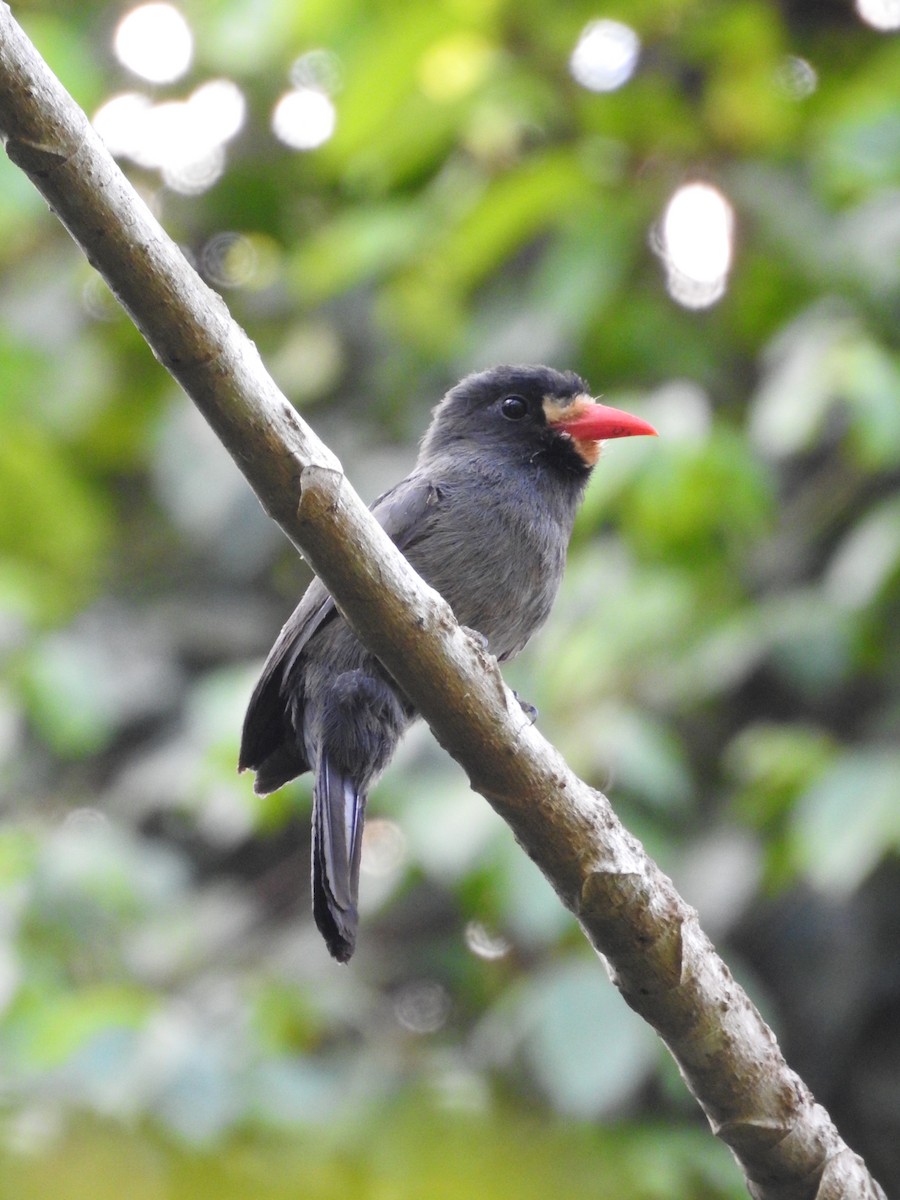 White-fronted Nunbird - ML643875062