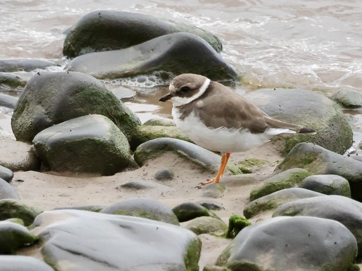 Common Ringed Plover - ML643875063