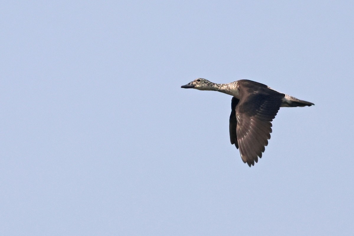 Knob-billed Duck - ML643875064