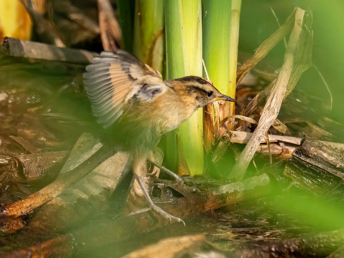 Wren-like Rushbird - ML643875066
