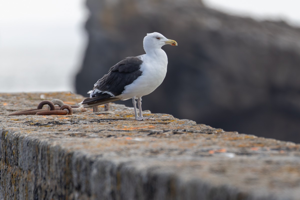 Great Black-backed Gull - ML643875075