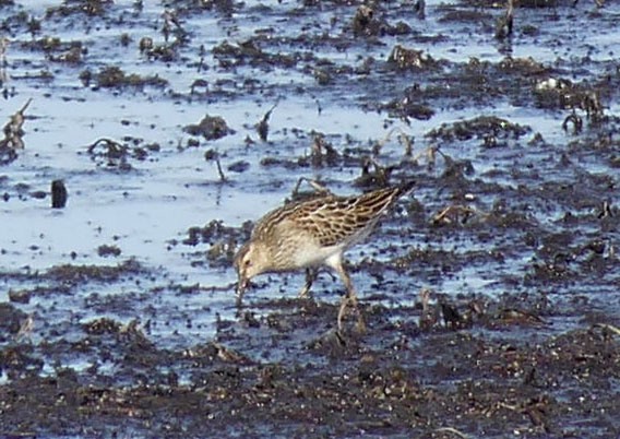 Pectoral Sandpiper - ML643875089
