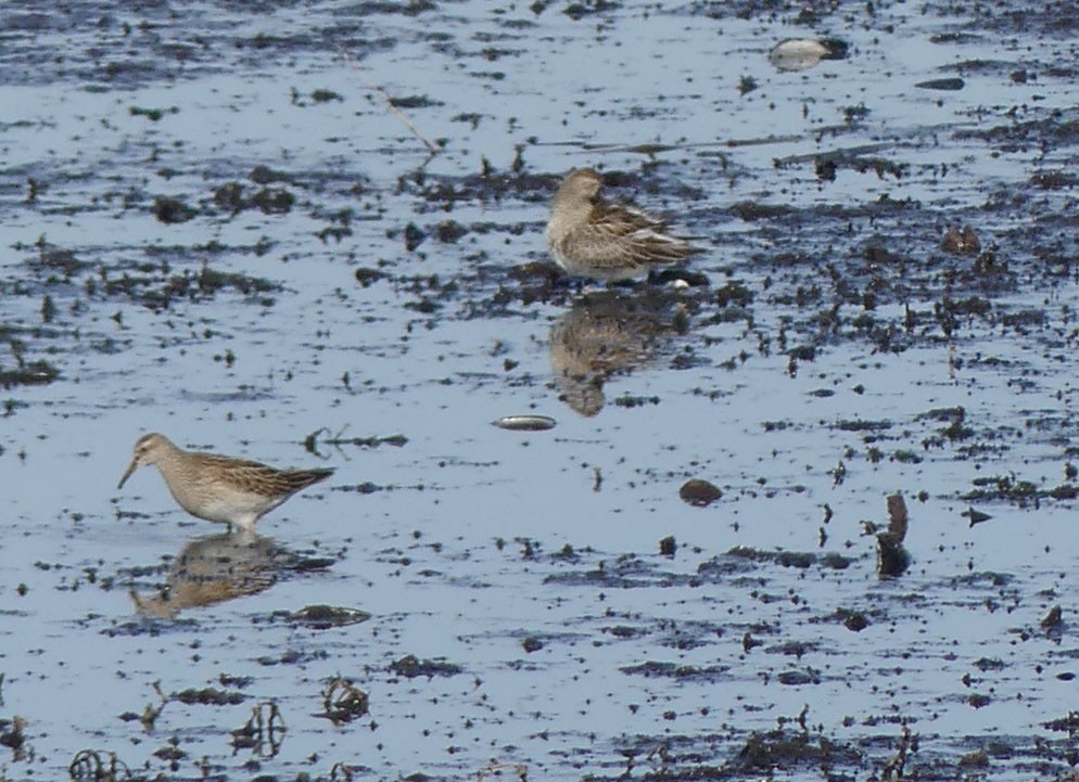 Pectoral Sandpiper - ML643875090