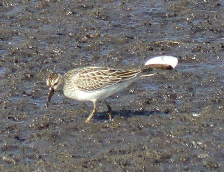 Pectoral Sandpiper - ML643875091