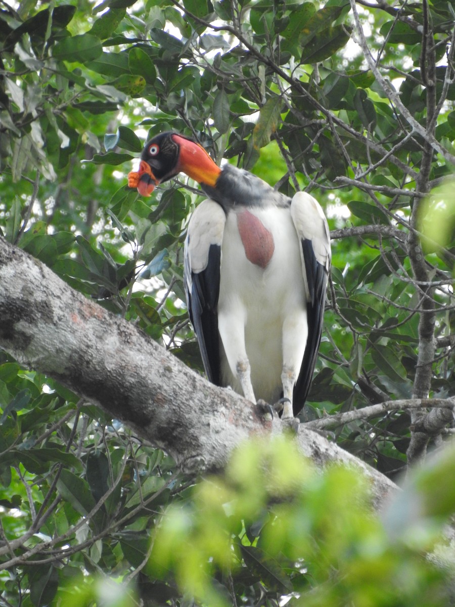 King Vulture - ML643875093