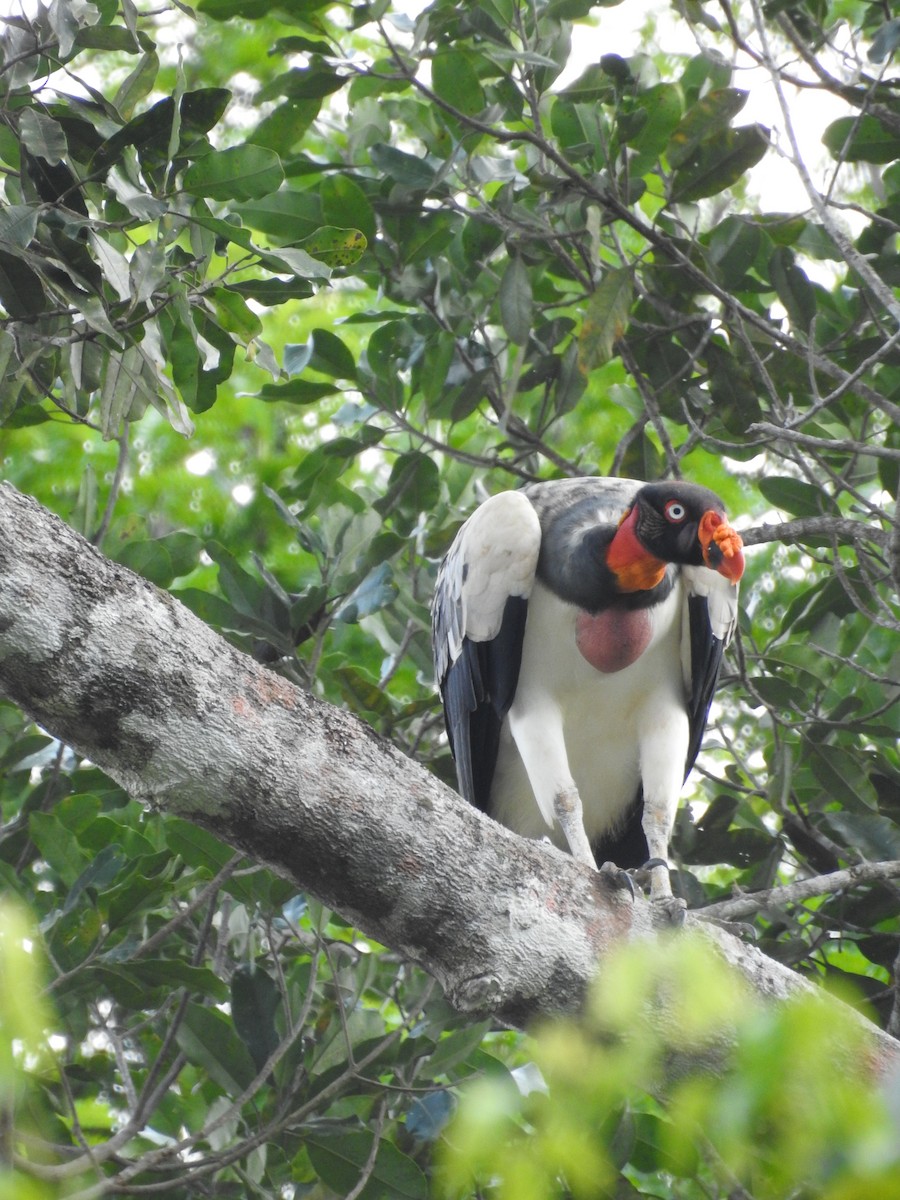 King Vulture - ML643875096