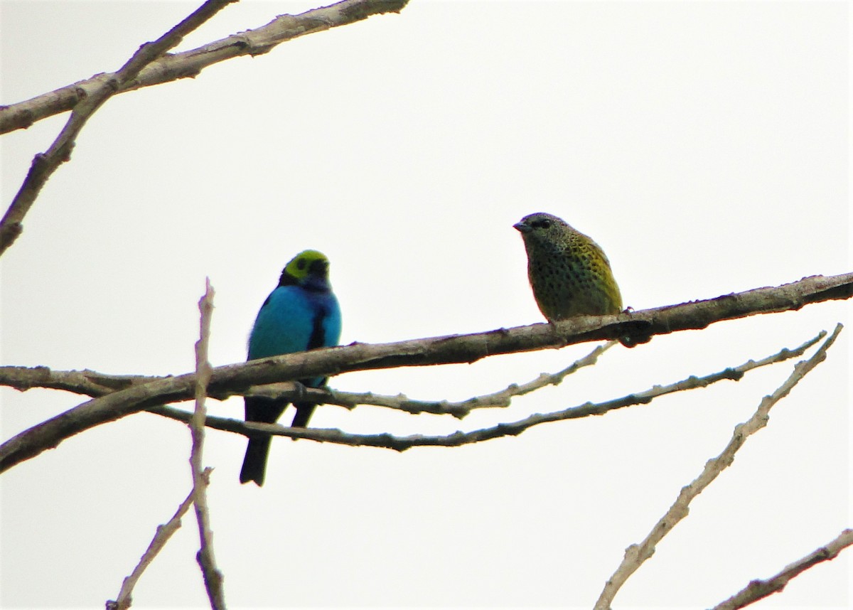 Spotted Tanager - ML64387511