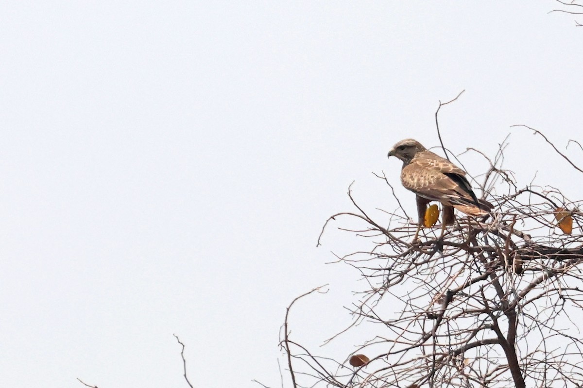 歐亞鵟(vulpinus/menetriesi) - ML643875132