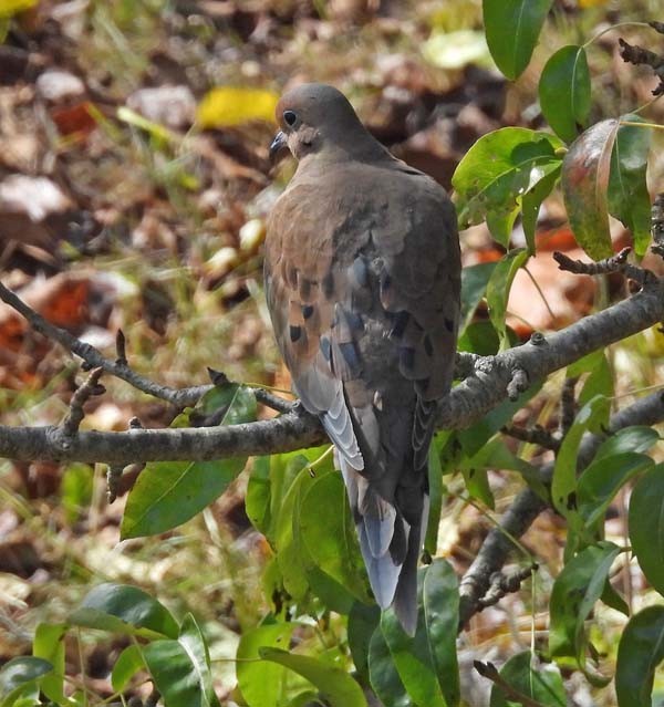 Mourning Dove - ML643875133