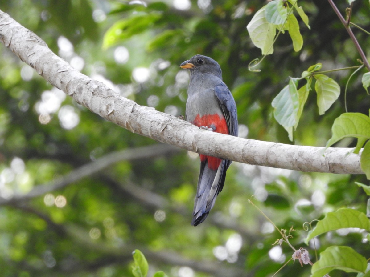 Black-tailed Trogon - ML643875138