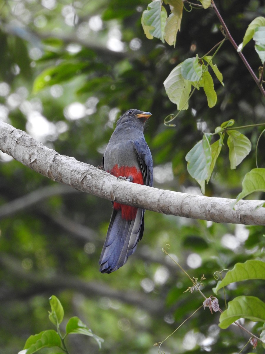 Black-tailed Trogon - ML643875139