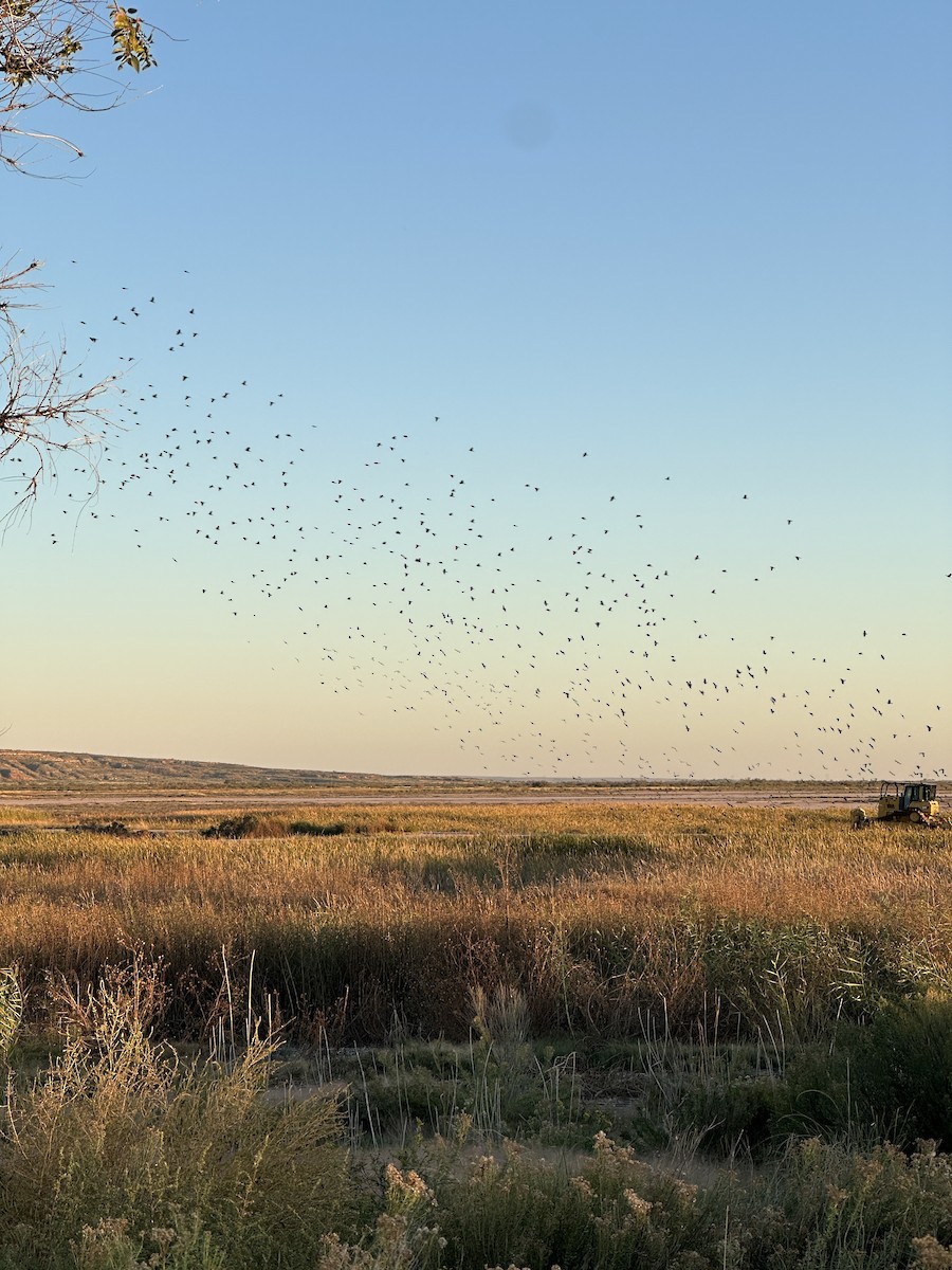 Red-winged Blackbird - ML643875141