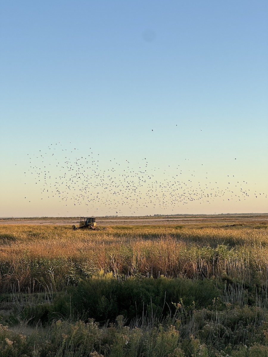 Red-winged Blackbird - ML643875142