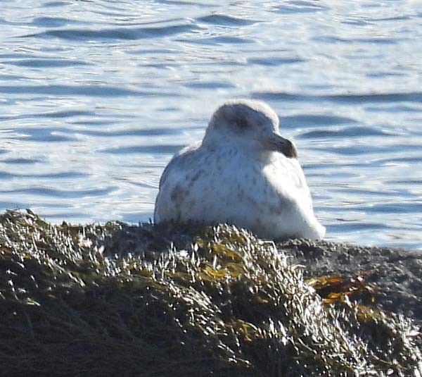 Ring-billed Gull - ML643875144