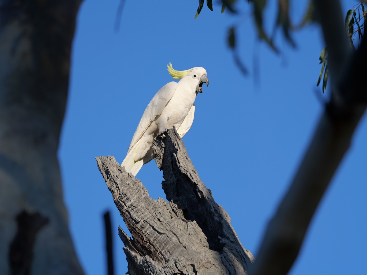 Gelbhaubenkakadu - ML643875145