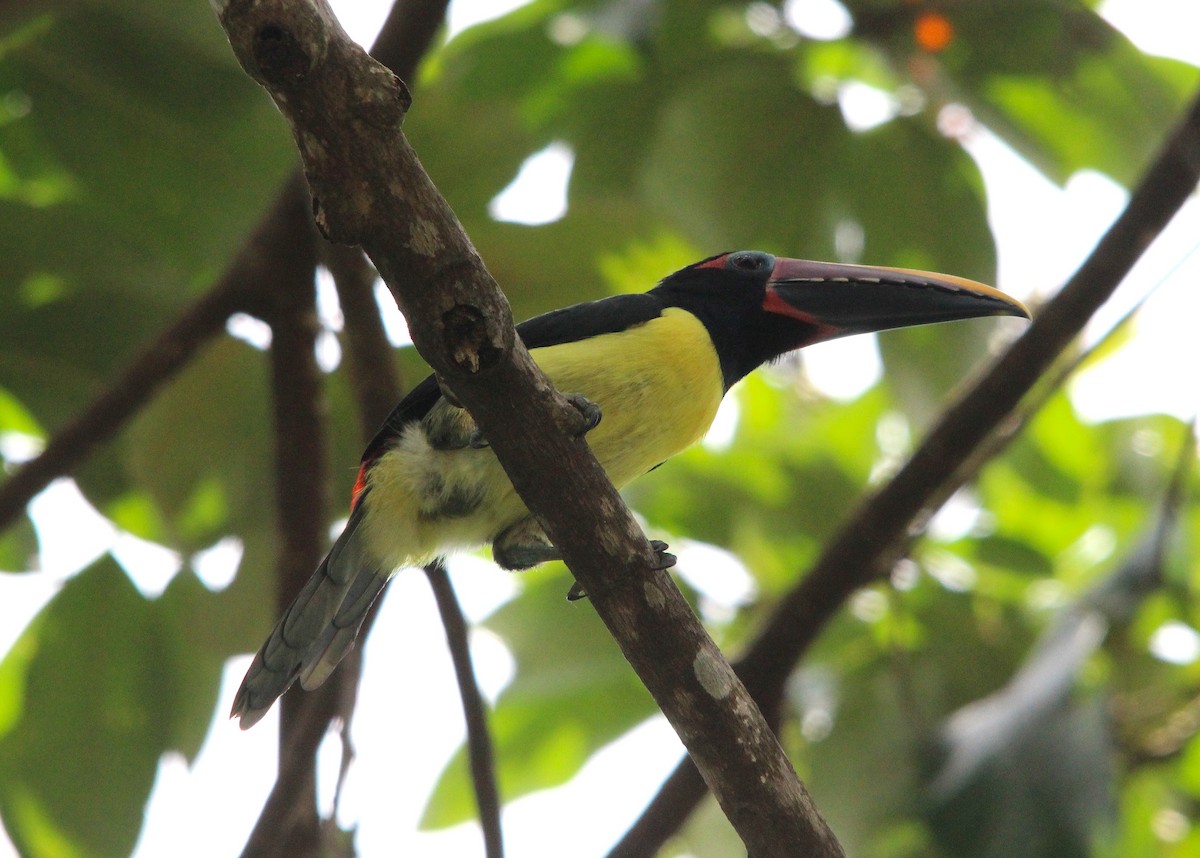 Green Aracari - ML643875150