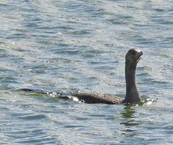 Double-crested Cormorant - ML643875156
