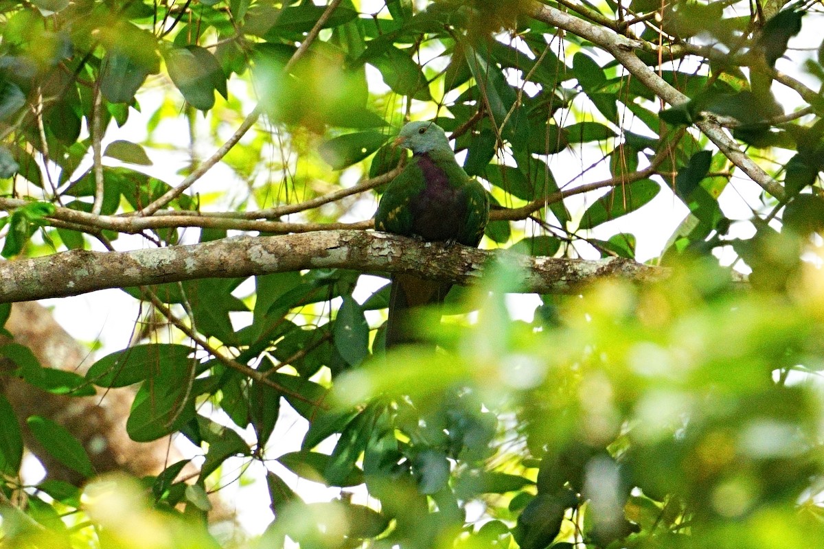 Wompoo Fruit-Dove - ML643875160