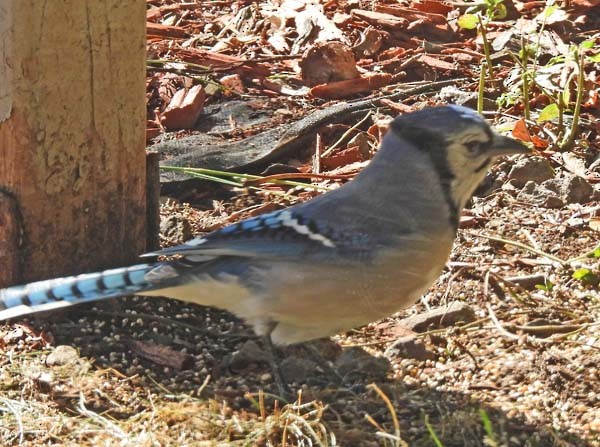Blue Jay - ML643875163