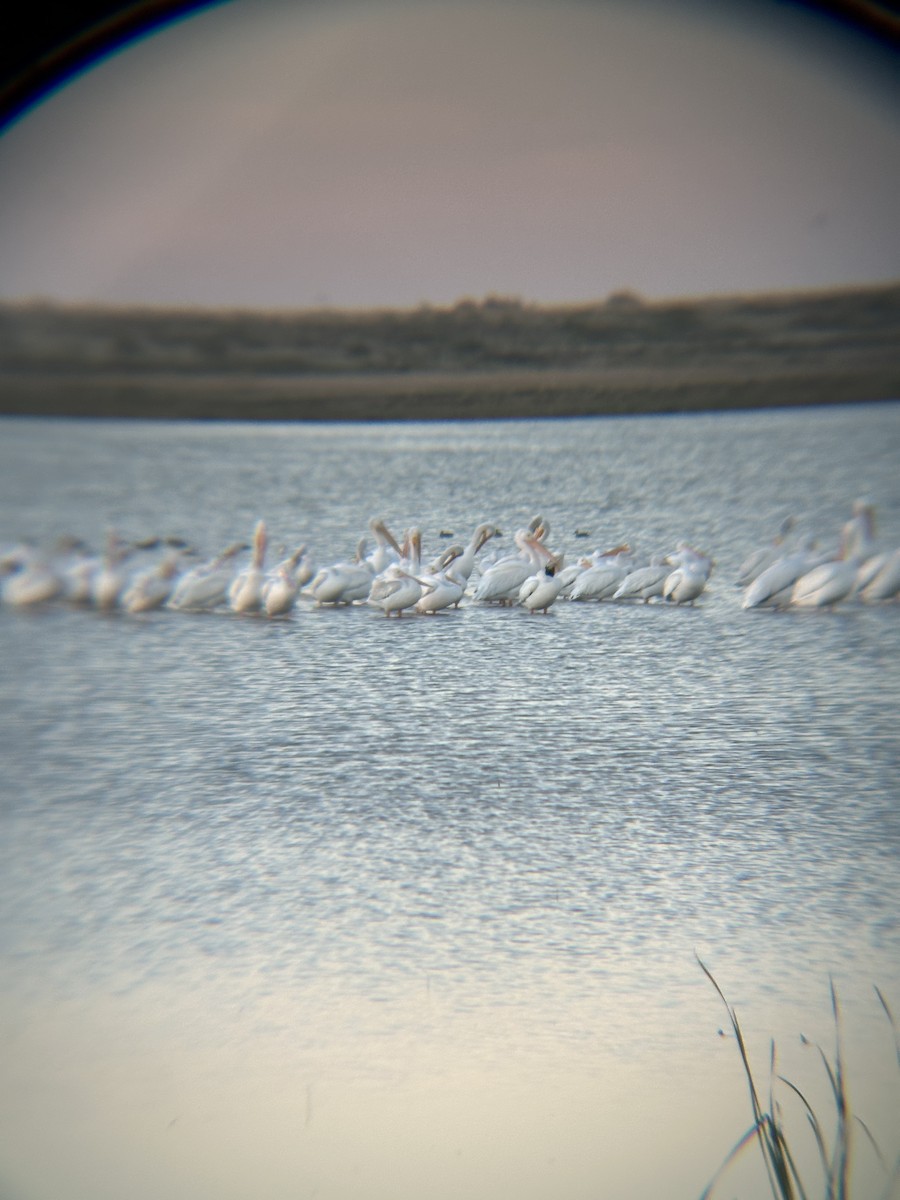 American White Pelican - ML643875164