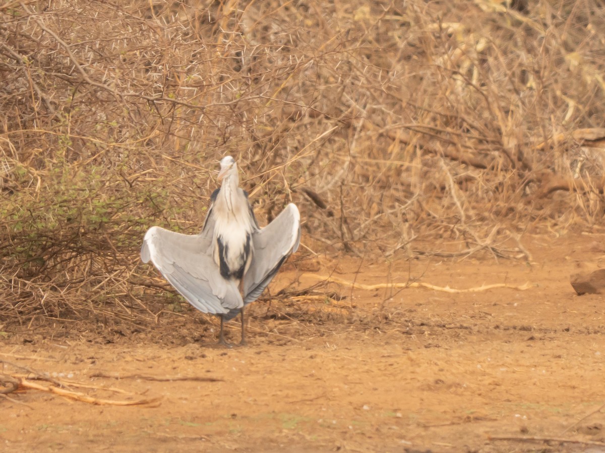 Gray Heron - ML643875167