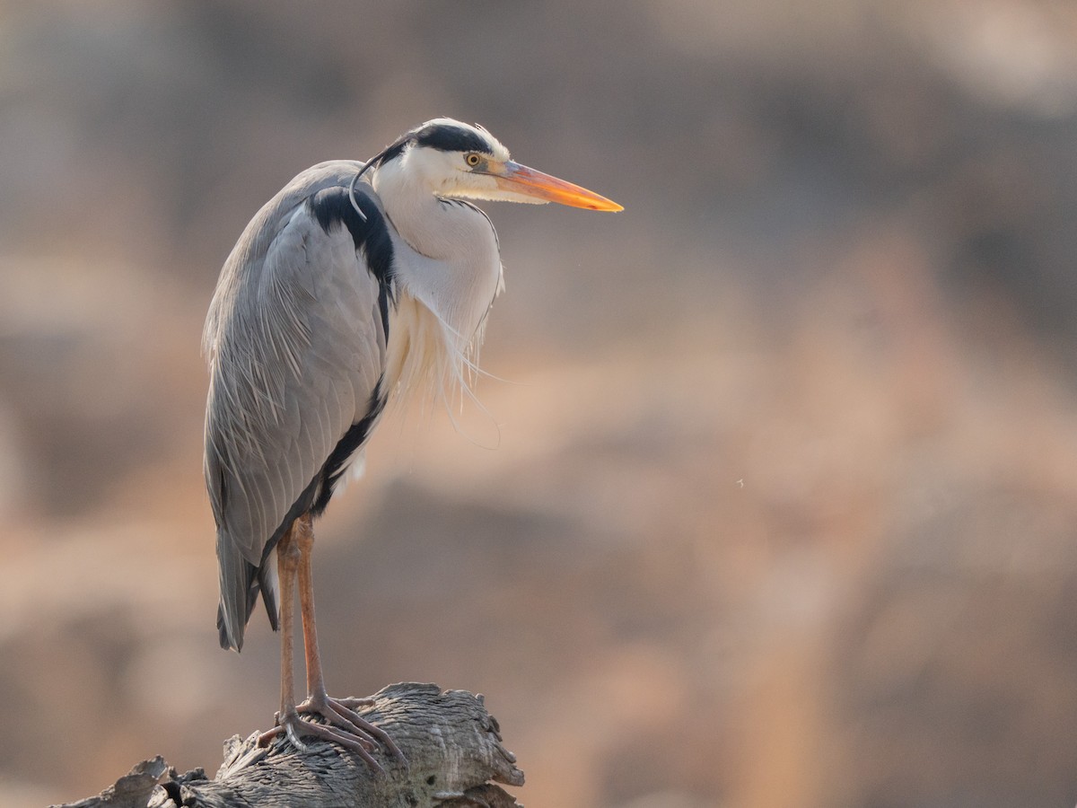 Gray Heron - ML643875168