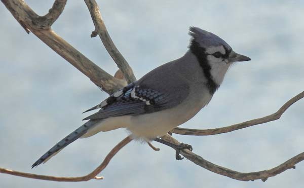 Blue Jay - ML643875170