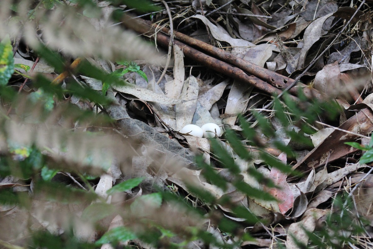 Дрімлюга парагвайський - ML643875171