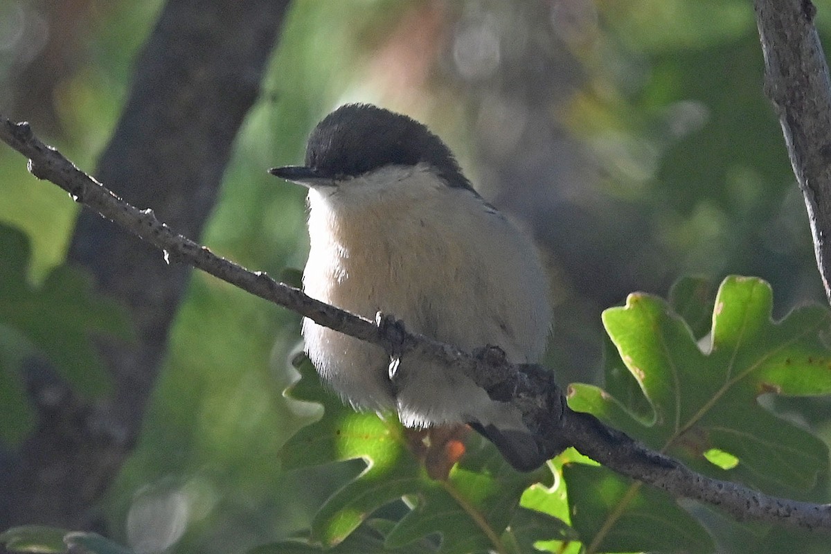 Pygmy Nuthatch - ML643875174